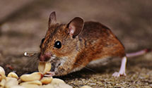 24 Hour & Emergency Exterminators in Albion, PA